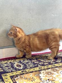 munchkin male