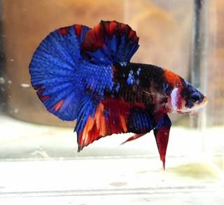 Candy Galaxy HMPK Betta Fish / Ikan Laga