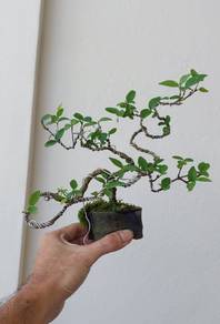 Mini Bonsai Sui Mei/ Jeliti