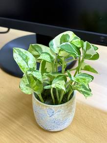 Pothos Plant in Ceramic Pot