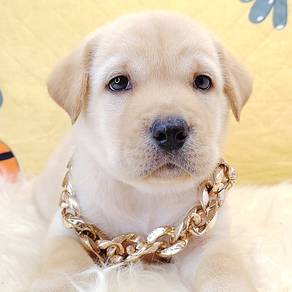 Labrador