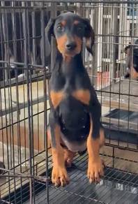 Doberman