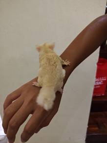 Sugar Gliders 