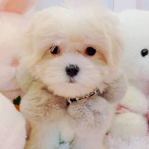 Maltese