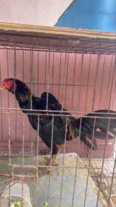 ayam pama jalan