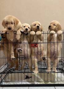 golden retriever puppies u