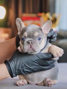 Premium French Bulldog Puppy 004