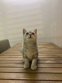 British Shorthair BSH Kitten