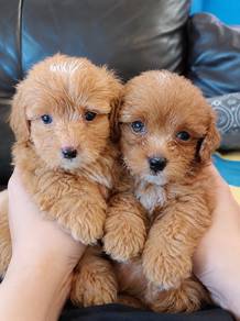shihpoo