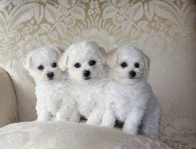 hhh_622B923 Bichon x Poodle puppies