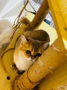Pure Golden BSH Cat Female