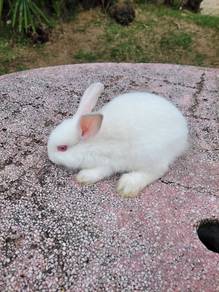 Arnab putih comel❤️❤️❤️