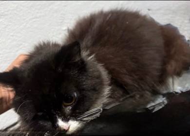 ragdoll