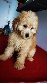 Cavapoo now available 