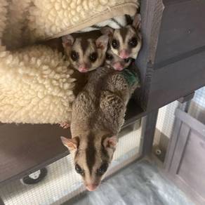 suger glider male