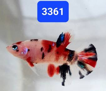 3351 Half Moon Multicolor + Betta Fish Food