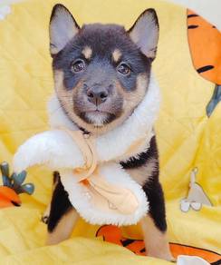 Shiba