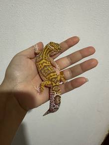 Leopard Gecko