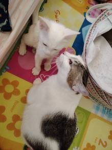 kucing for adobt free
