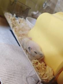 Dwarf hamster