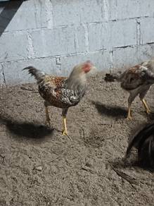 ayam kampung asli