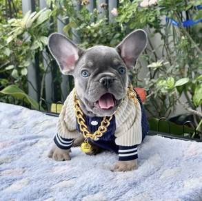 FRENCH BULLDOG PUPPIES🌻A216 Lilac Tan Male
