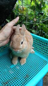 pure netherland dwarf 4 bulan