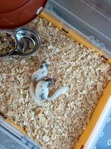 squirrel