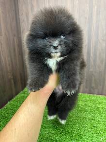 QQWW900 Tiny Black haired Pomeranian puppy