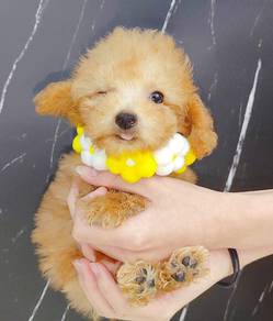 Poodle