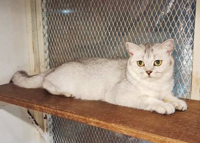 Bsh Silver Shaded Female