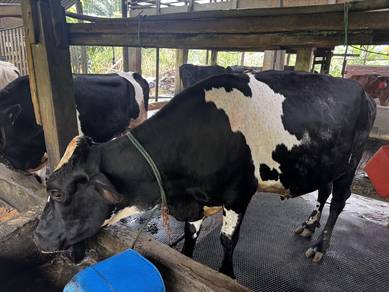 Lembu Susu Bunting