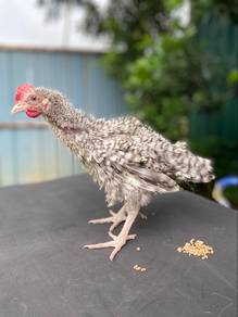 Sepasang Anak Ayam Bulu Balik Ori