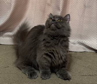 Ss Munchkin