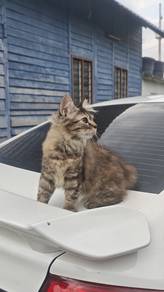 Anak Kucing DLH