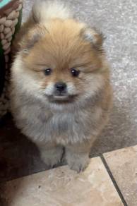 J4022 Peppy Pomeranian tiny fluffy teddy bear pupp