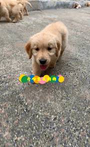 Golden Retriever (F)