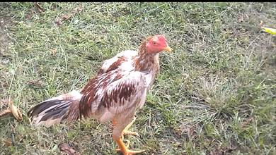 ayam