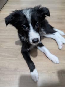 Border Collie Puppy, Male, 3mths old, KL/SELANGOR