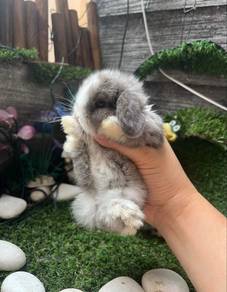 Holland lop
