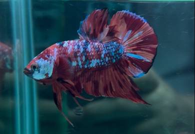 betta fish