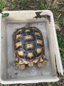 kura2 sulcata