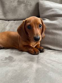 Affectionate Dachshund Cute Sausage Puppy Puppy Do