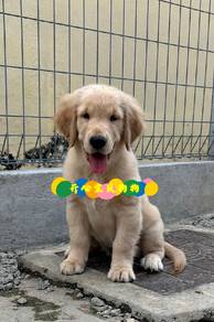 Golden Retriever (F)