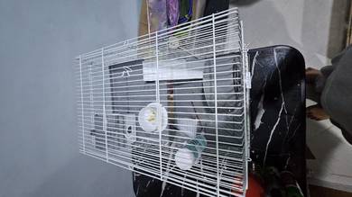 hamster campbell 