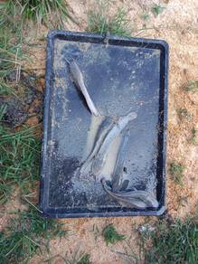 Ikan Keli Hidup – Harga Borong Murah! 🐟