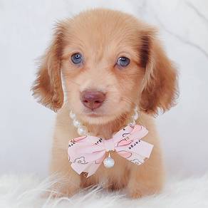 Dachshund
