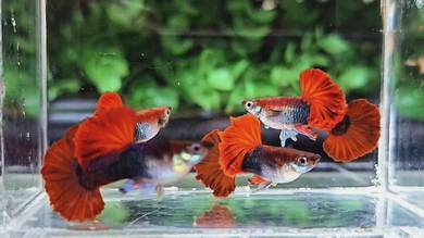 1pair Guppy DarkRose HB