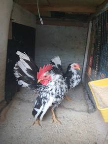 Ayam serama