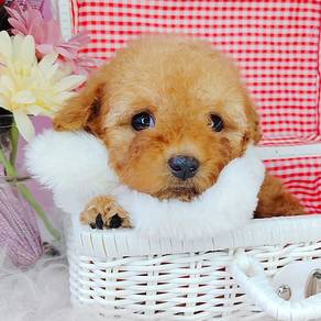 Poodle